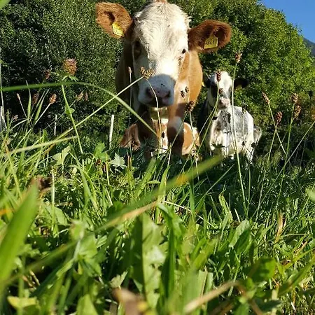 Gsolhof *